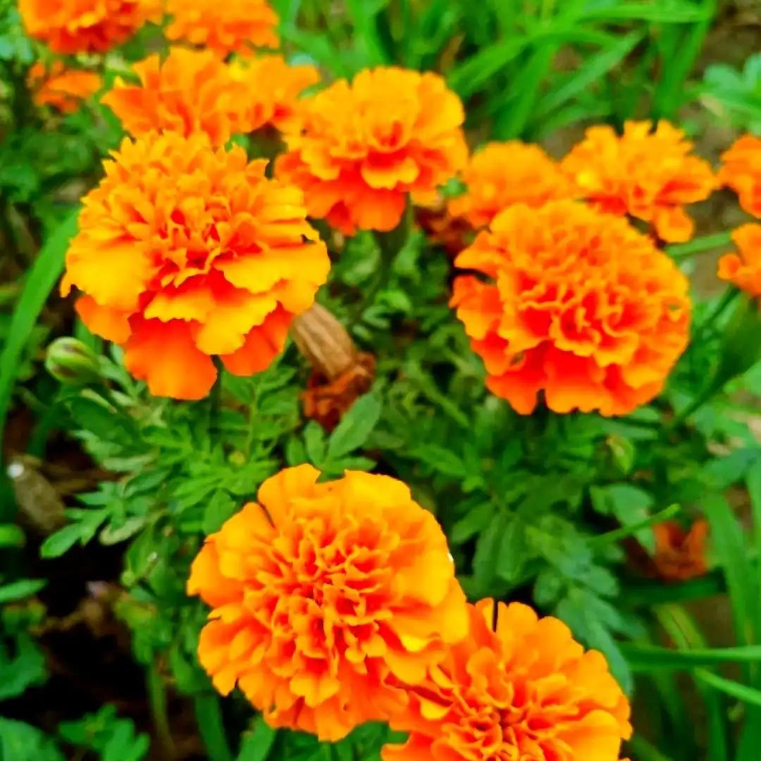 Marigold Extract