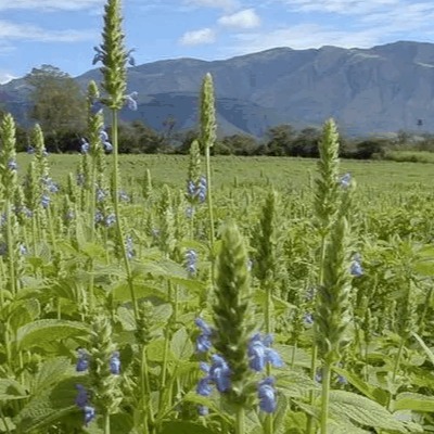 Salvia officinalis Extract