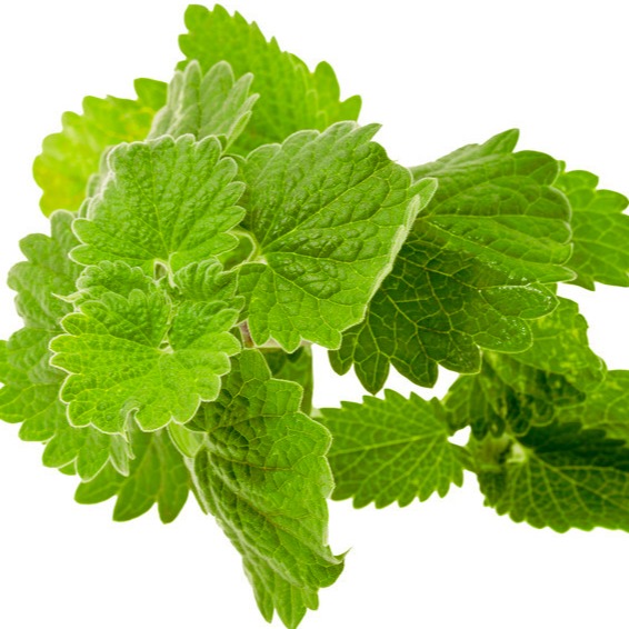 Lemon Balm Extract