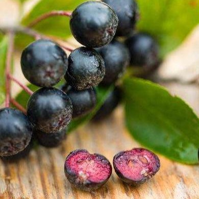 Aronia Berry Extract