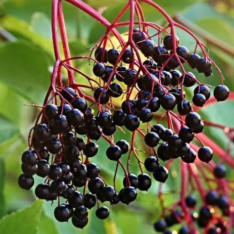 Elderberry Extract