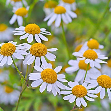 Feverfew Extract